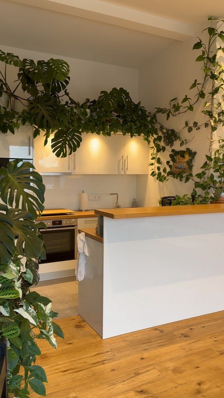 Large green Monstera and climbing ivy plants draped over white kitchen cabinets and walls.